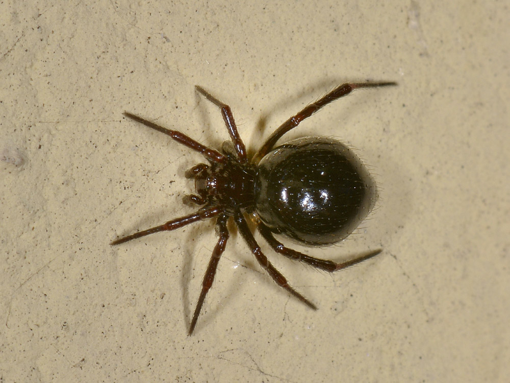 Euryopis episinoides con formiche predate - Borrello (CH)
